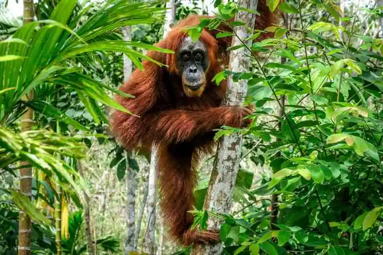 Bukit Lawang Travel Guide: Jungle Trekking To See Orangutans