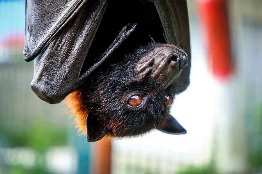Alas Kedaton Monkey Forest & Flying Foxes in Tabanan, Bali